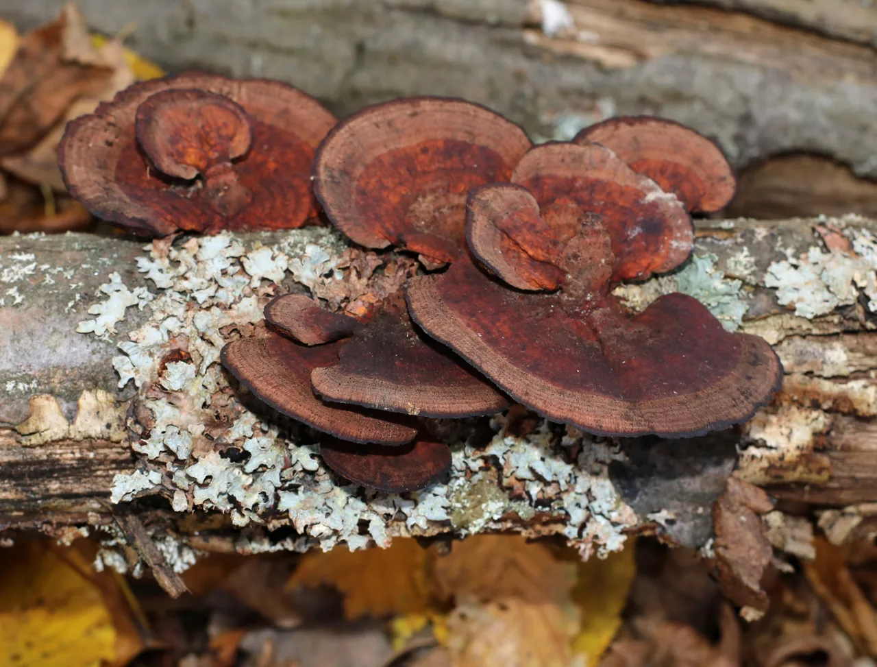 Daedaleopsis tricolor (Daedaleopsis tricolor) — photo mycologique