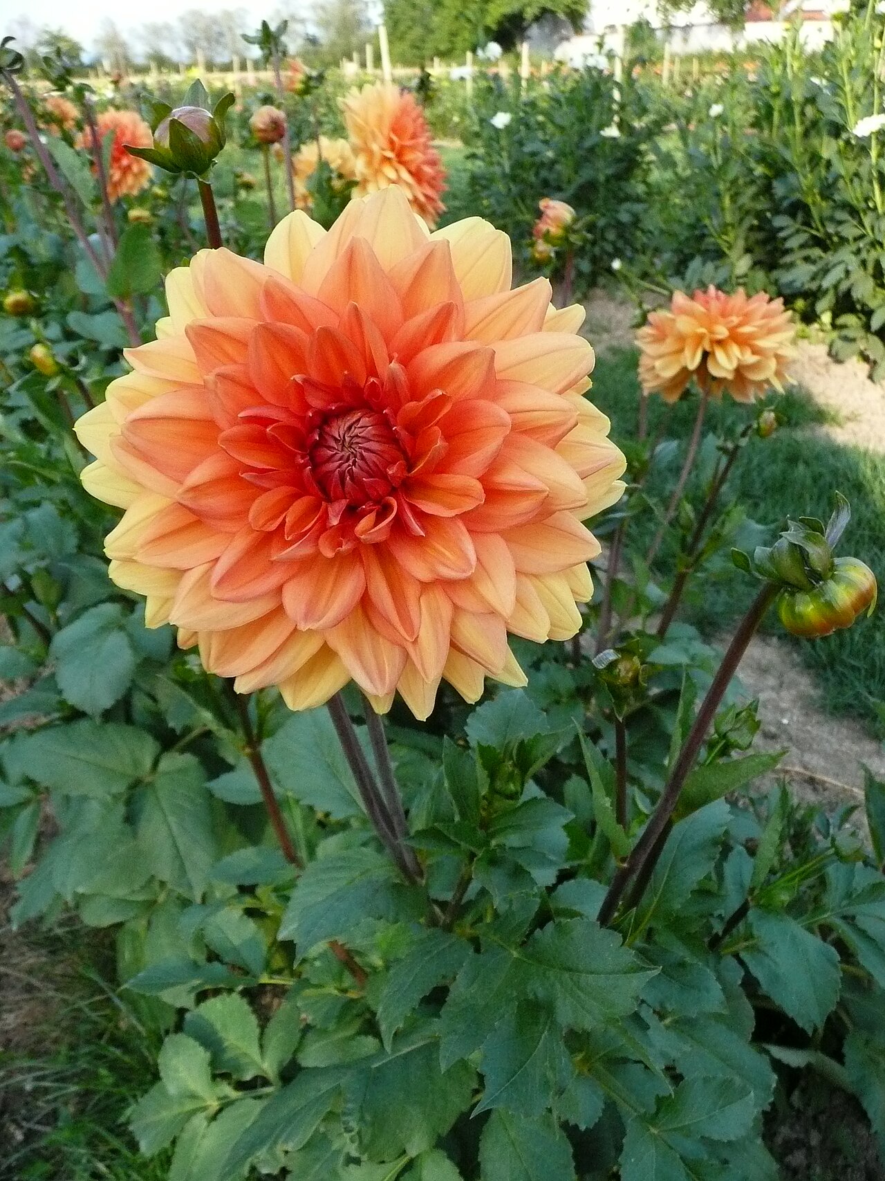 Dahlia (simple) (Dahlia) — photo botanique