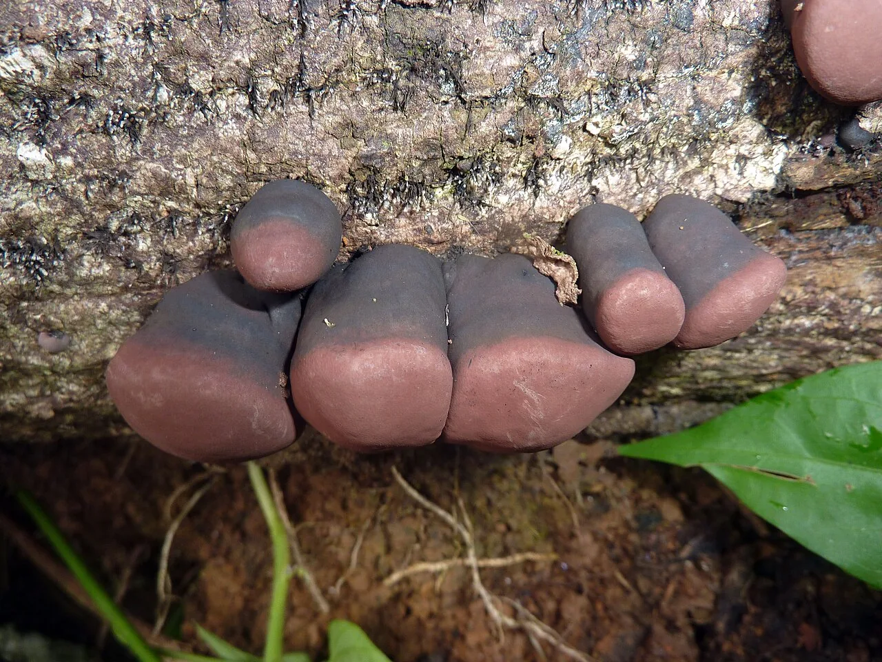 Daldinia clavata (Daldinia clavata) — photo mycologique