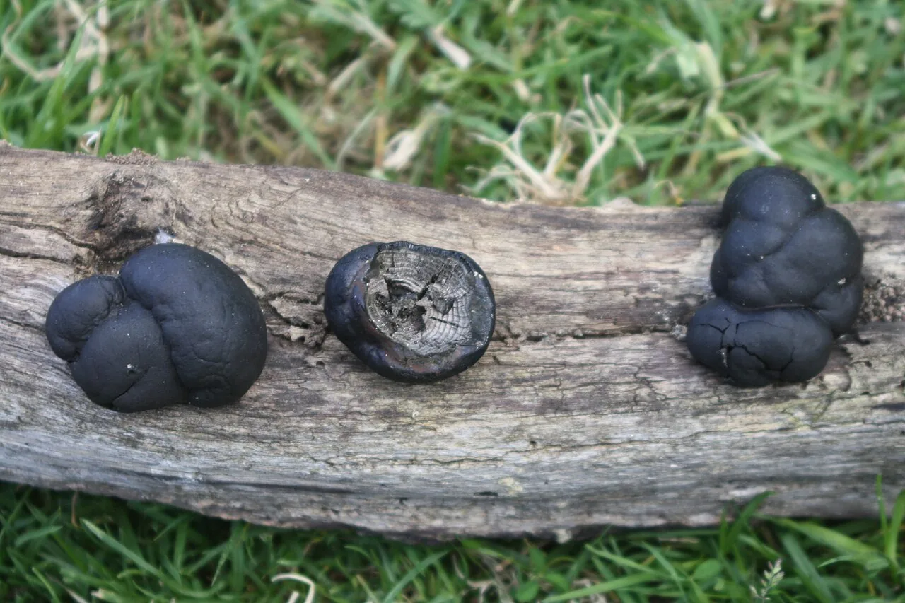 Daldinia dennisii (Daldinia dennisii) — photo mycologique