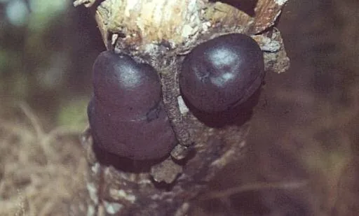 Daldinia eschscholtzii (Daldinia eschscholtzii) — photo mycologique