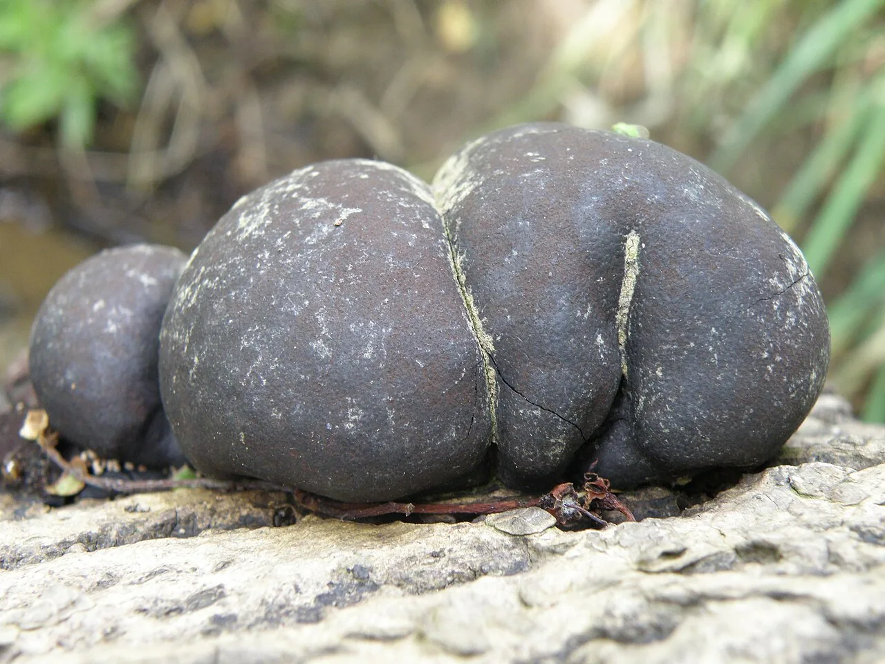 Daldinia loculatoides (Daldinia loculatoides) — photo mycologique