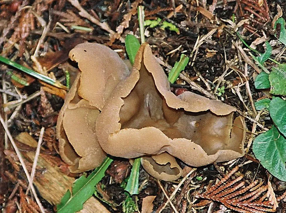 Daleomyces petersii (Daleomyces petersii) — photo mycologique