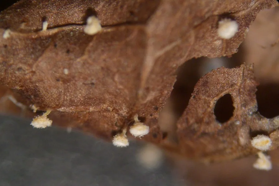 Dasyscyphus pteridialis (Dasyscyphus pteridialis) — photo mycologique