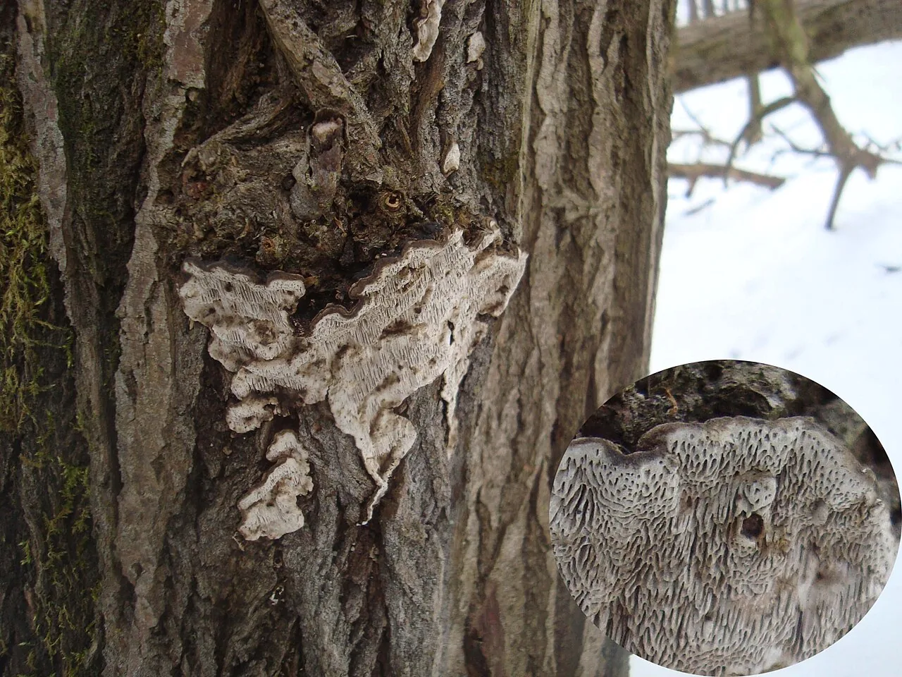 Datronia africana (Datronia africana) — photo mycologique
