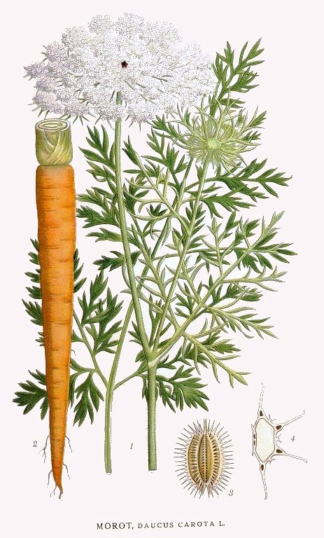 Carotte (sauvage) (Daucus) — photo botanique