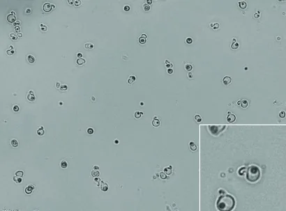 Debaryomyces coudertii (Debaryomyces coudertii) — photo mycologique