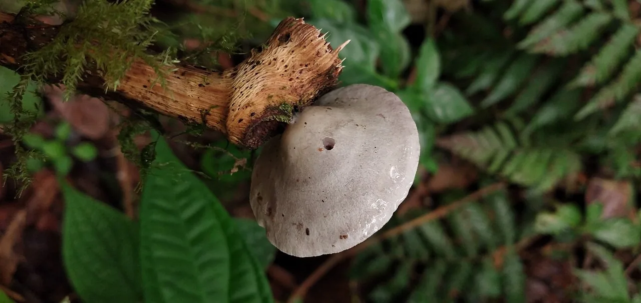 Deconica horizontalis (Deconica horizontalis) — photo mycologique