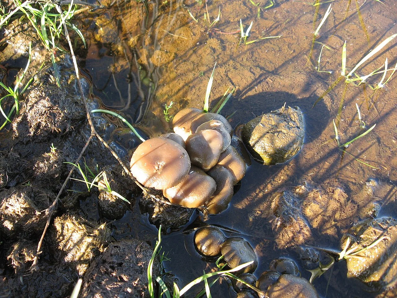 Deconica merdaria (Deconica merdaria) — photo mycologique