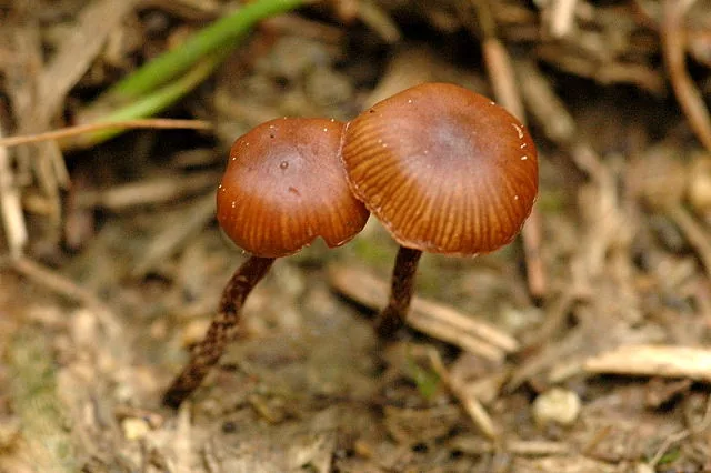 Deconica merdicola (Deconica merdicola) — photo mycologique