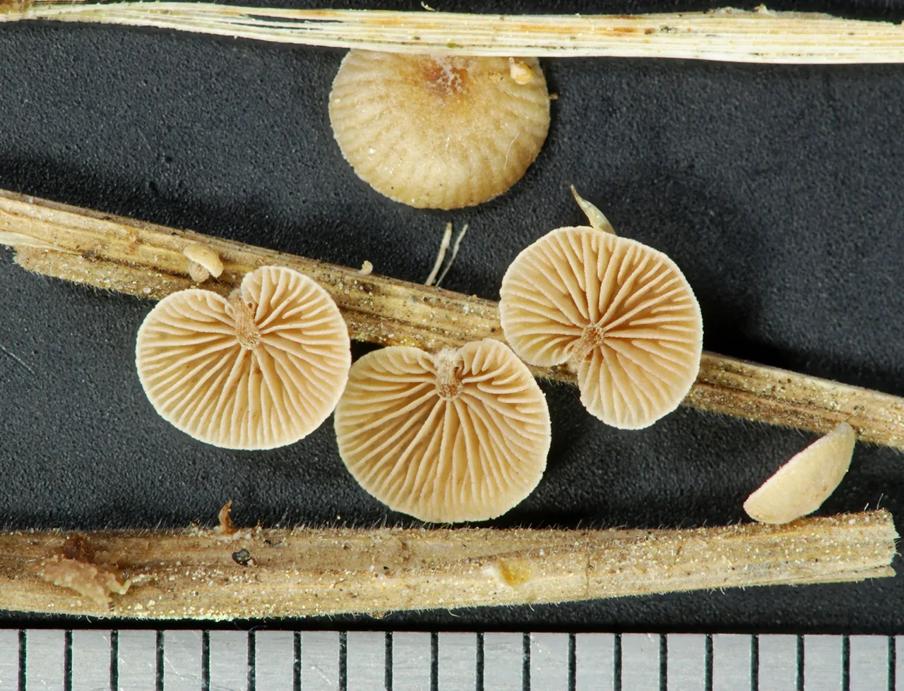 Deconica phillipsii (Deconica phillipsii) — photo mycologique