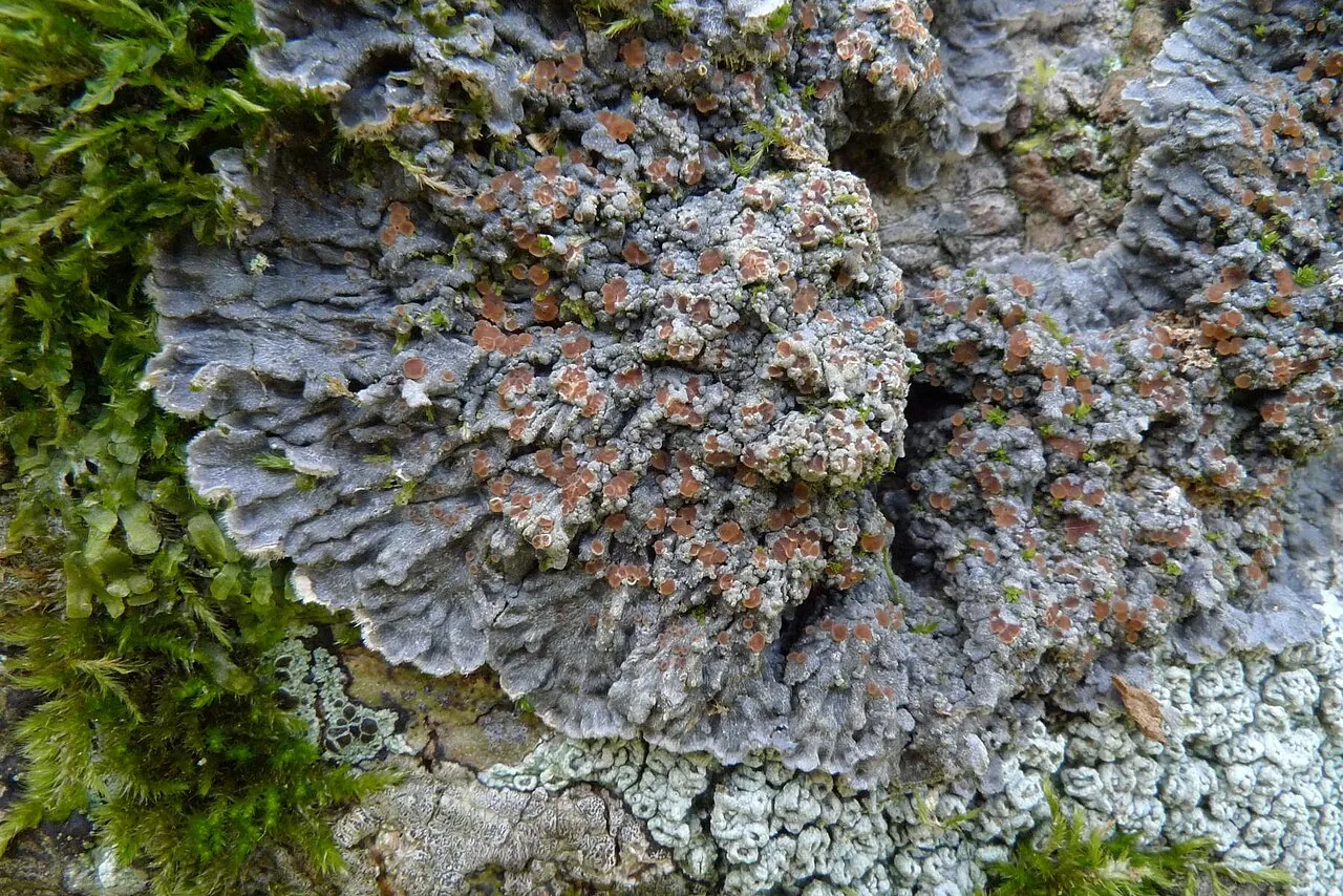 Degelia minor (Degelia minor) — photo mycologique
