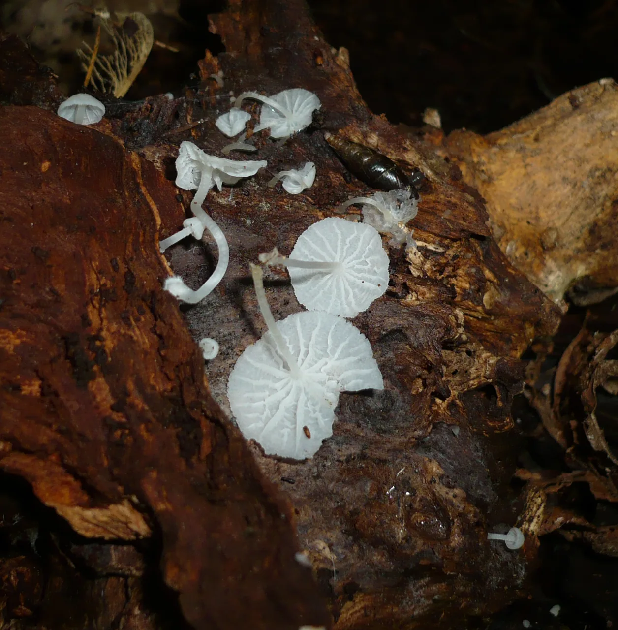 Delicatula dorotheae (Delicatula dorotheae) — photo mycologique
