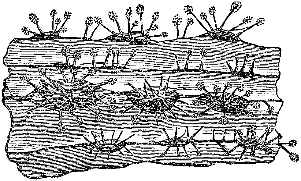 Dematophora necatrix (Dematophora necatrix) — photo mycologique