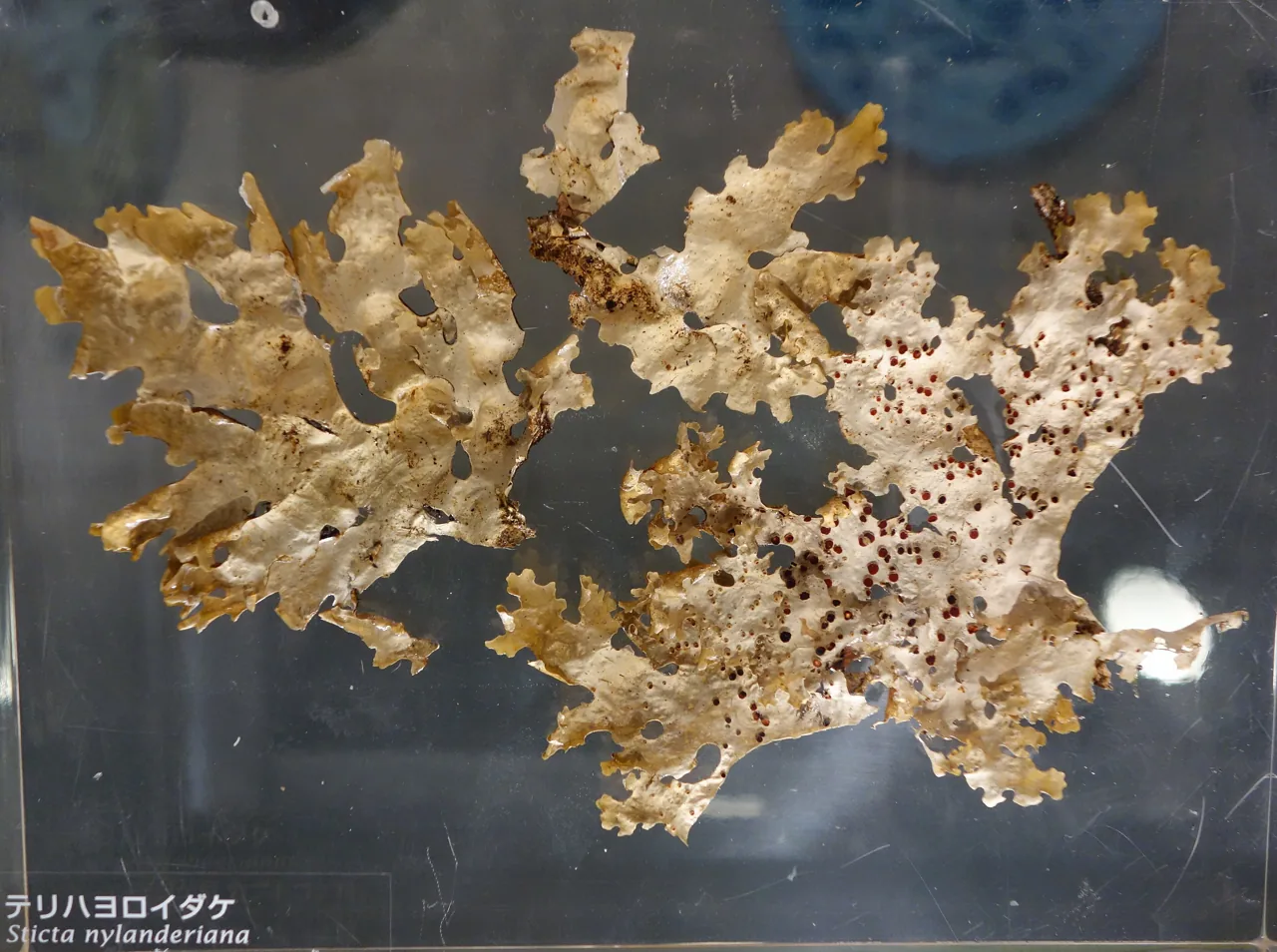 Dendriscosticta oroborealis (Dendriscosticta oroborealis) — photo mycologique