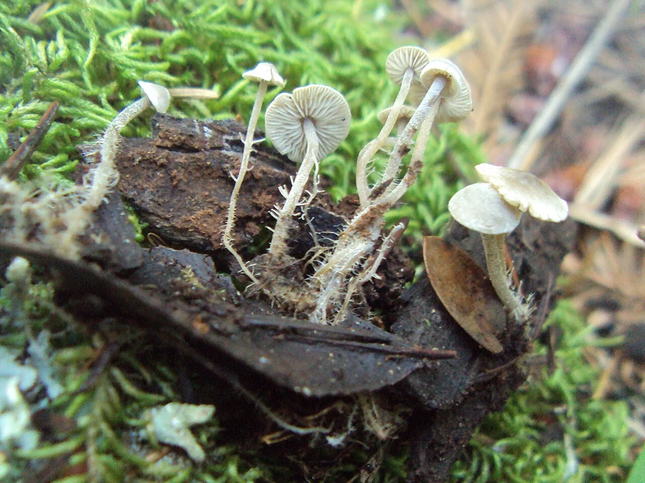 Dendrocollybia racemosa (Dendrocollybia racemosa) — photo mycologique