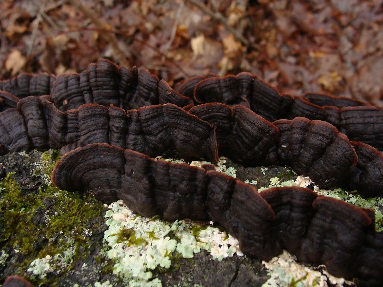 Dendrocorticium violaceum (Dendrocorticium violaceum) — photo mycologique