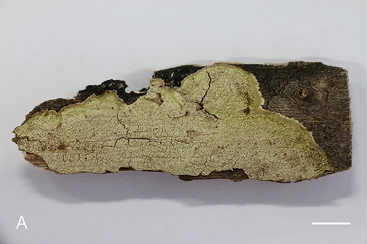 Dendrodontia bicolor (Dendrodontia bicolor) — photo mycologique
