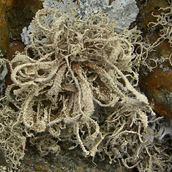 Dendrographa conformis (Dendrographa conformis) — photo mycologique
