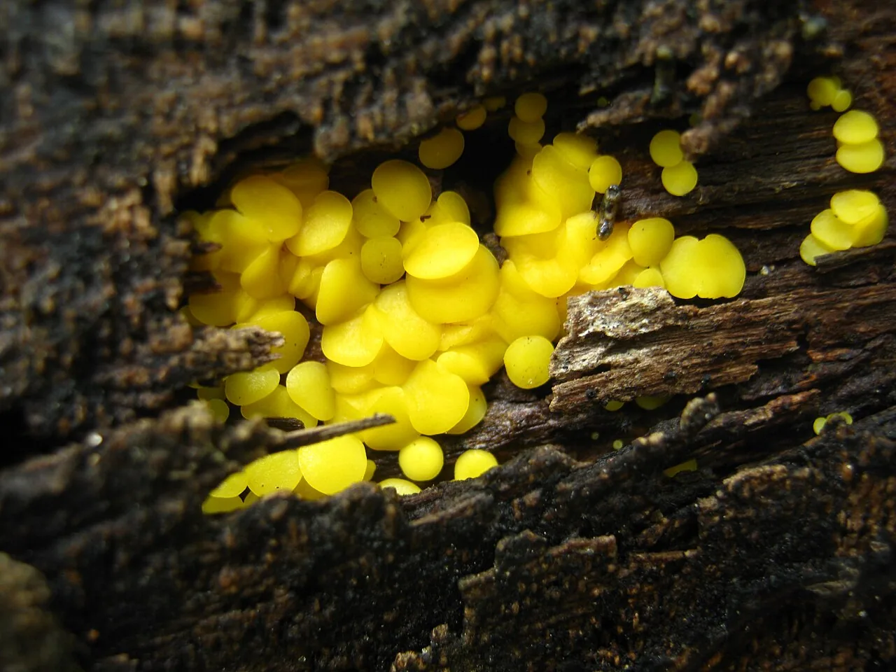 Dendrospora fusca (Dendrospora fusca) — photo mycologique