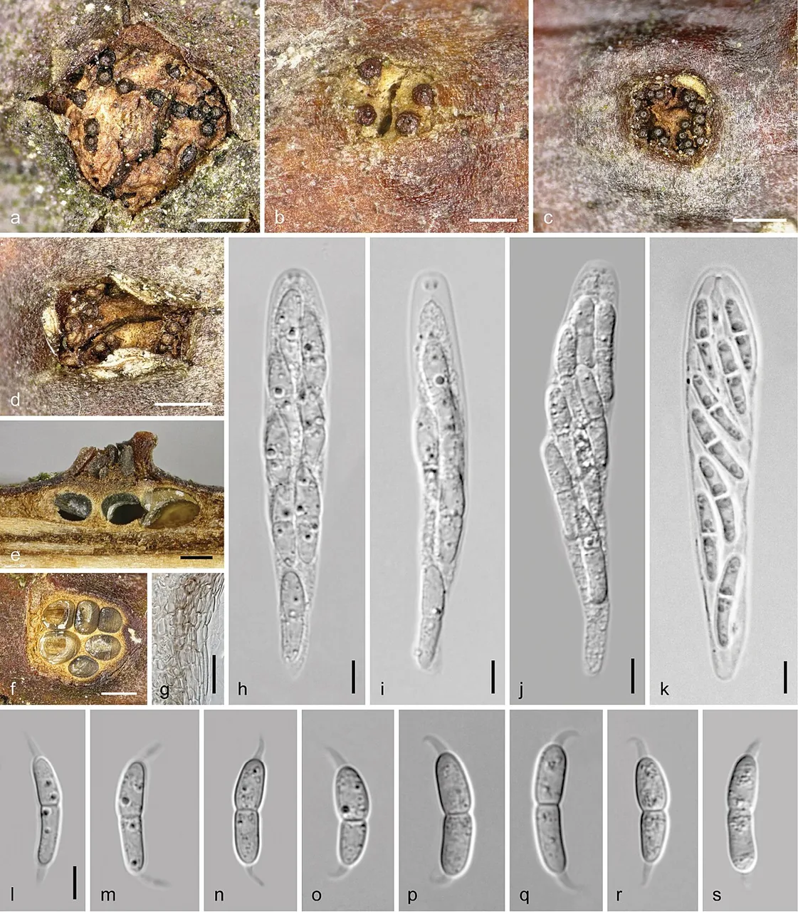 Dendrostoma castaneum (Dendrostoma castaneum) — photo mycologique