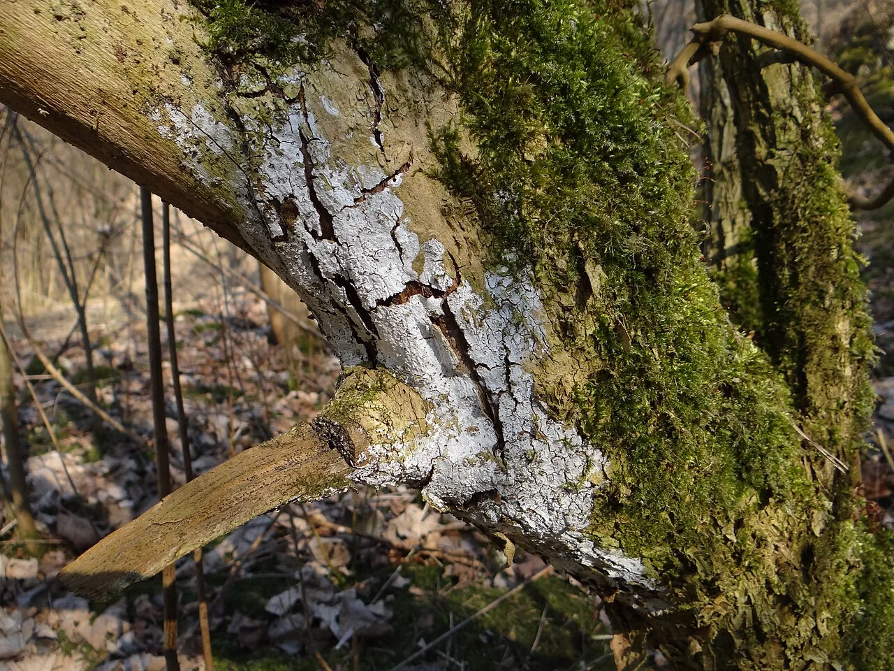 Dendrothele acerina (Dendrothele acerina) — photo mycologique