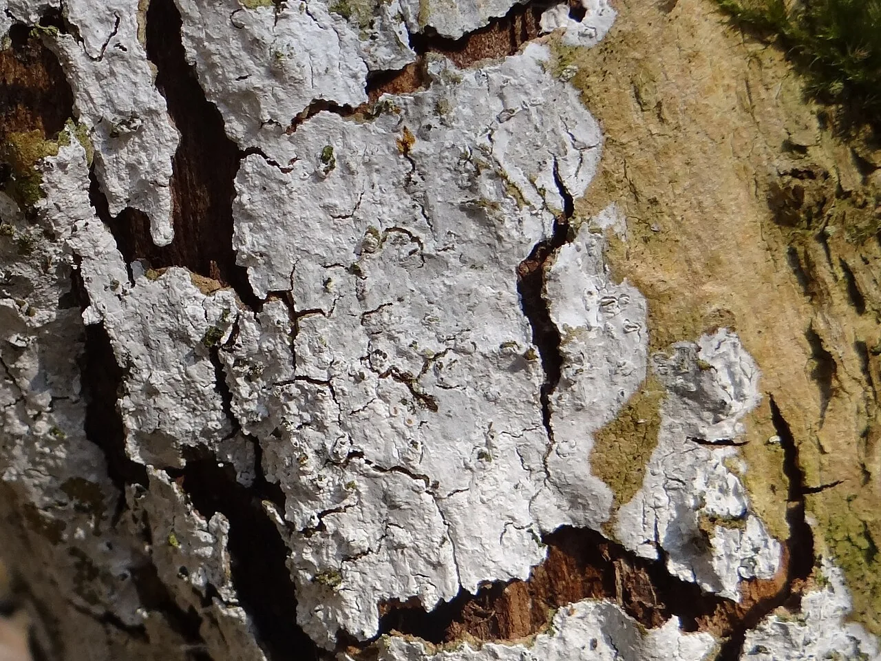 Dendrothele mangiferae (Dendrothele mangiferae) — photo mycologique