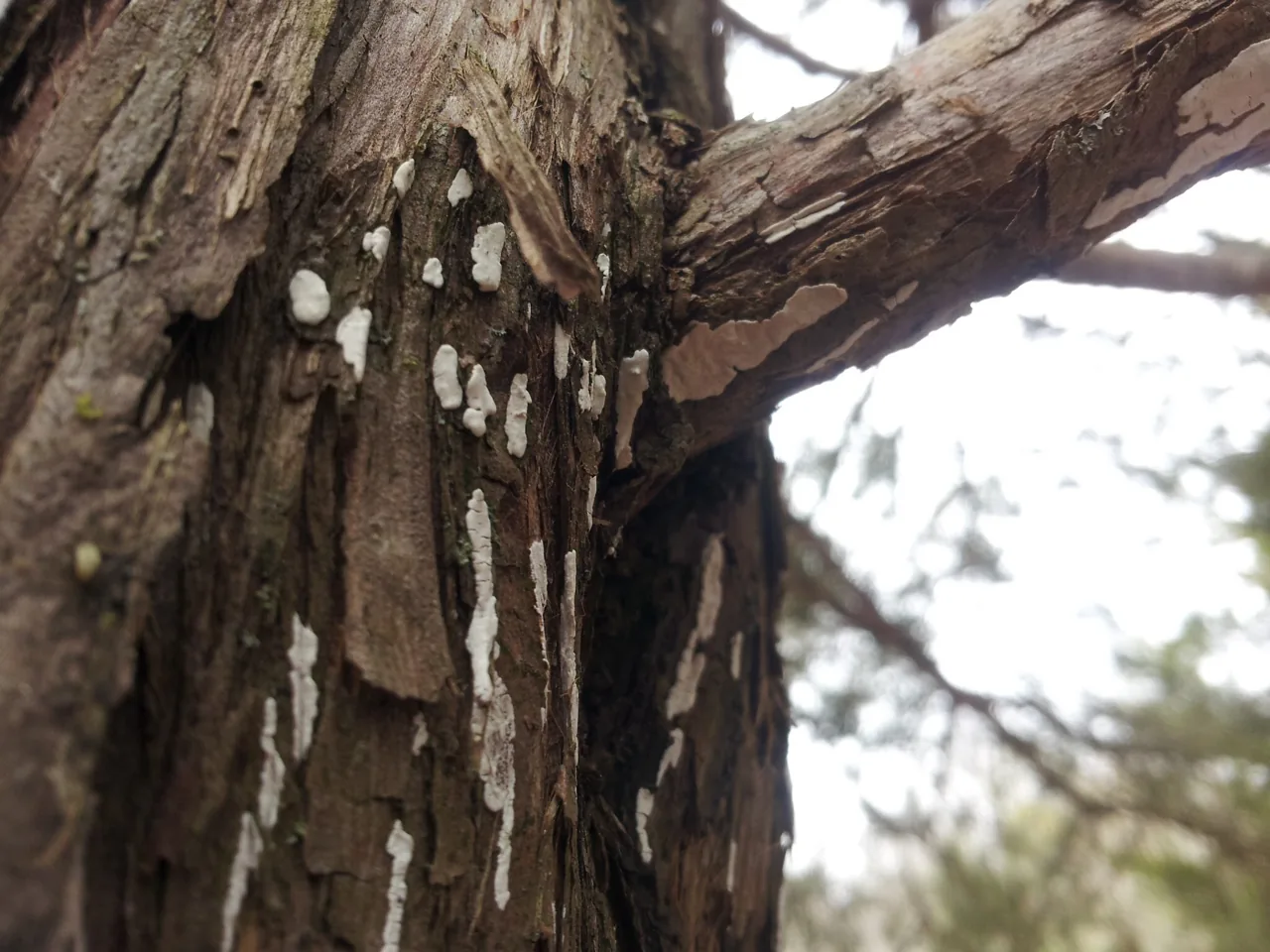 Dendrothele nivosa (Dendrothele nivosa) — photo mycologique