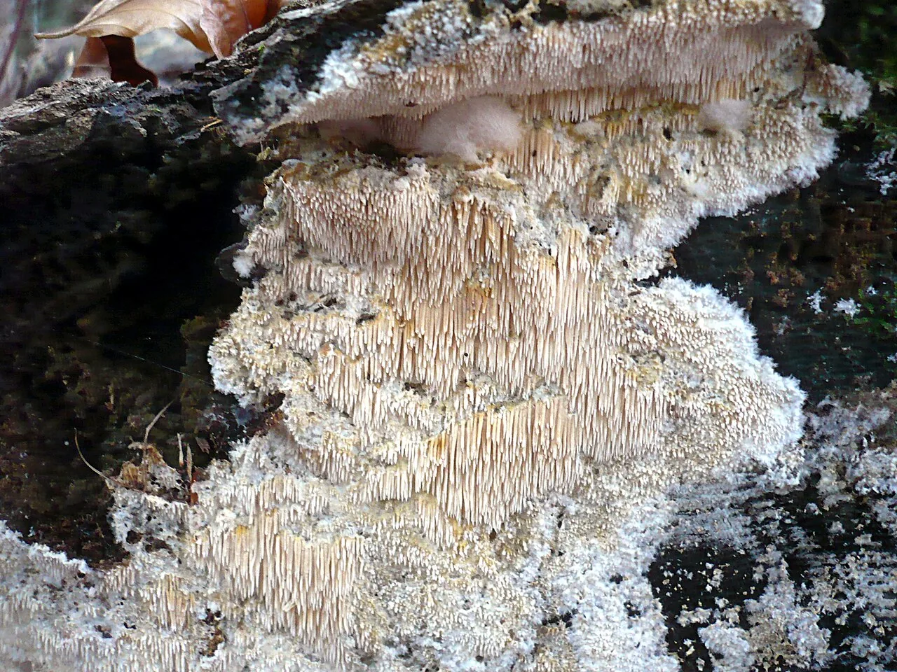 Dentipellis microspora (Dentipellis microspora) — photo mycologique