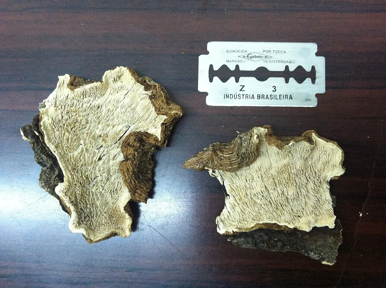 Dentocorticium nephrolepidis (Dentocorticium nephrolepidis) — photo mycologique