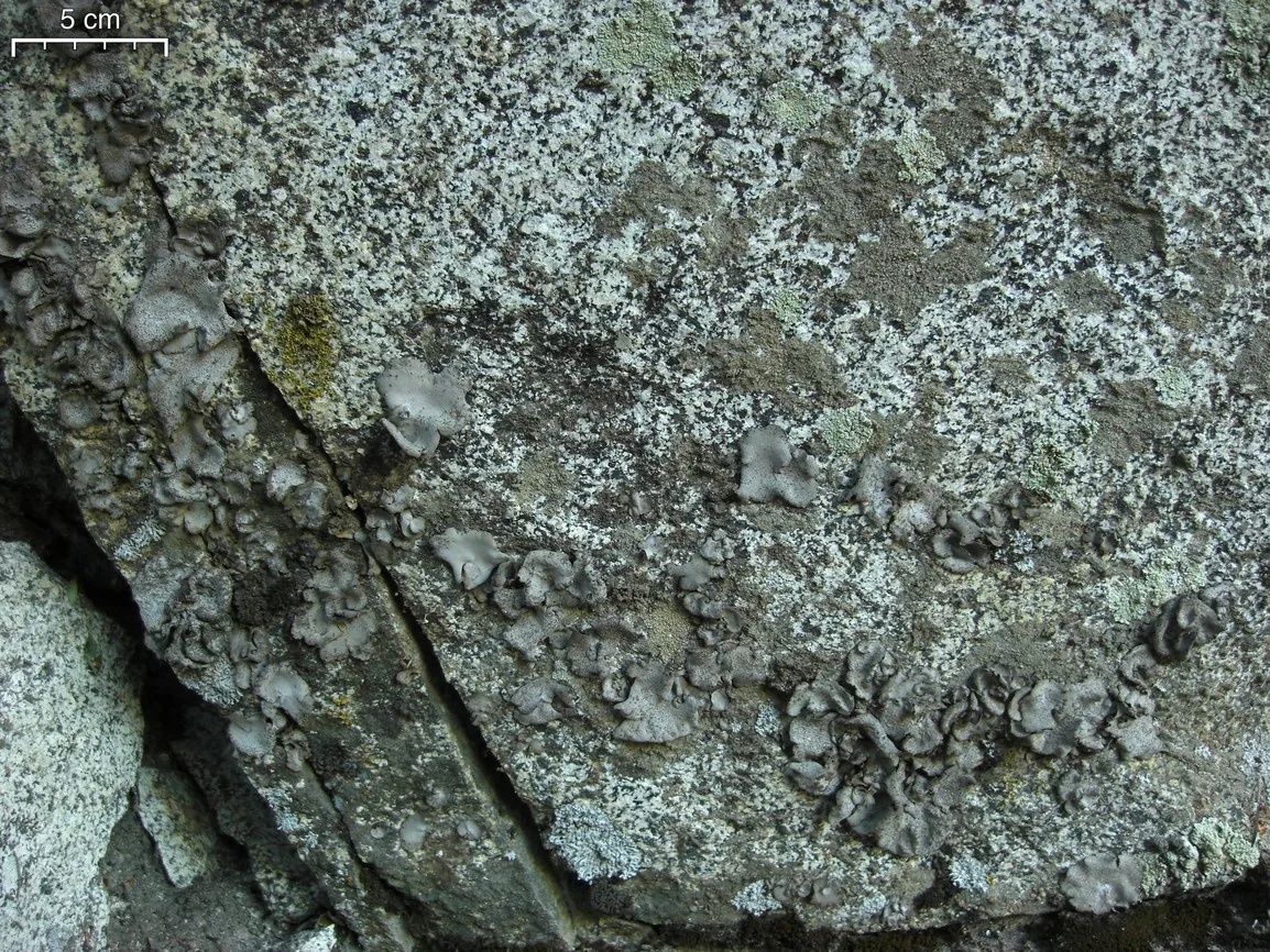 Dermatocarpon americanum (Dermatocarpon americanum) — photo mycologique