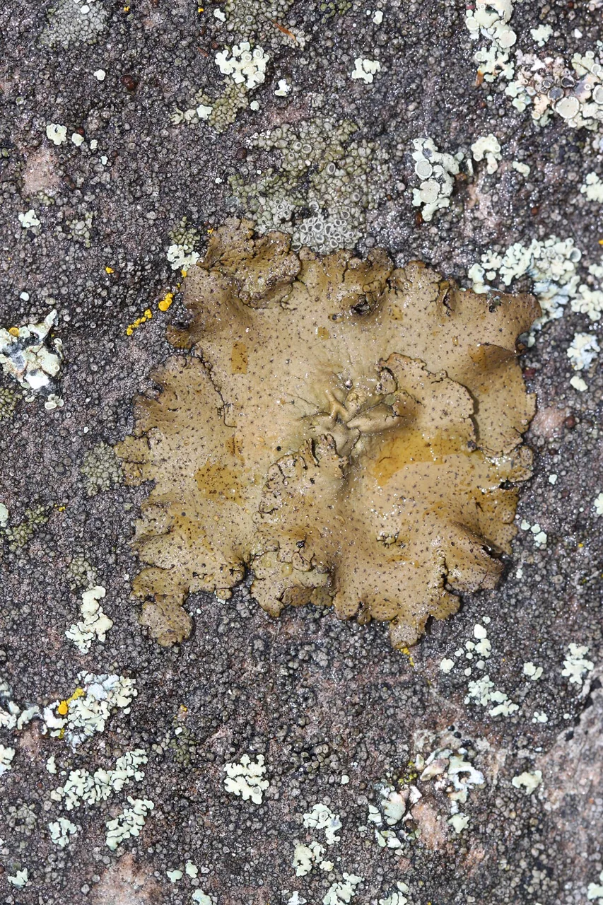 Dermatocarpon reticulatum (Dermatocarpon reticulatum) — photo mycologique