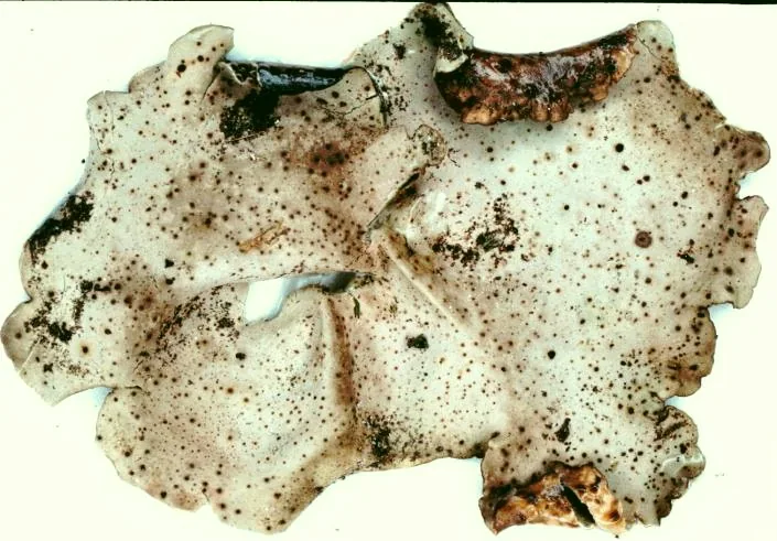 Dermatocarpon tomentulosum (Dermatocarpon tomentulosum) — photo mycologique