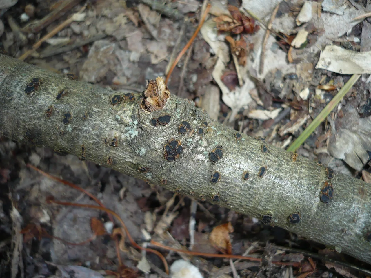Dermea fraxini (Dermea fraxini) — photo mycologique