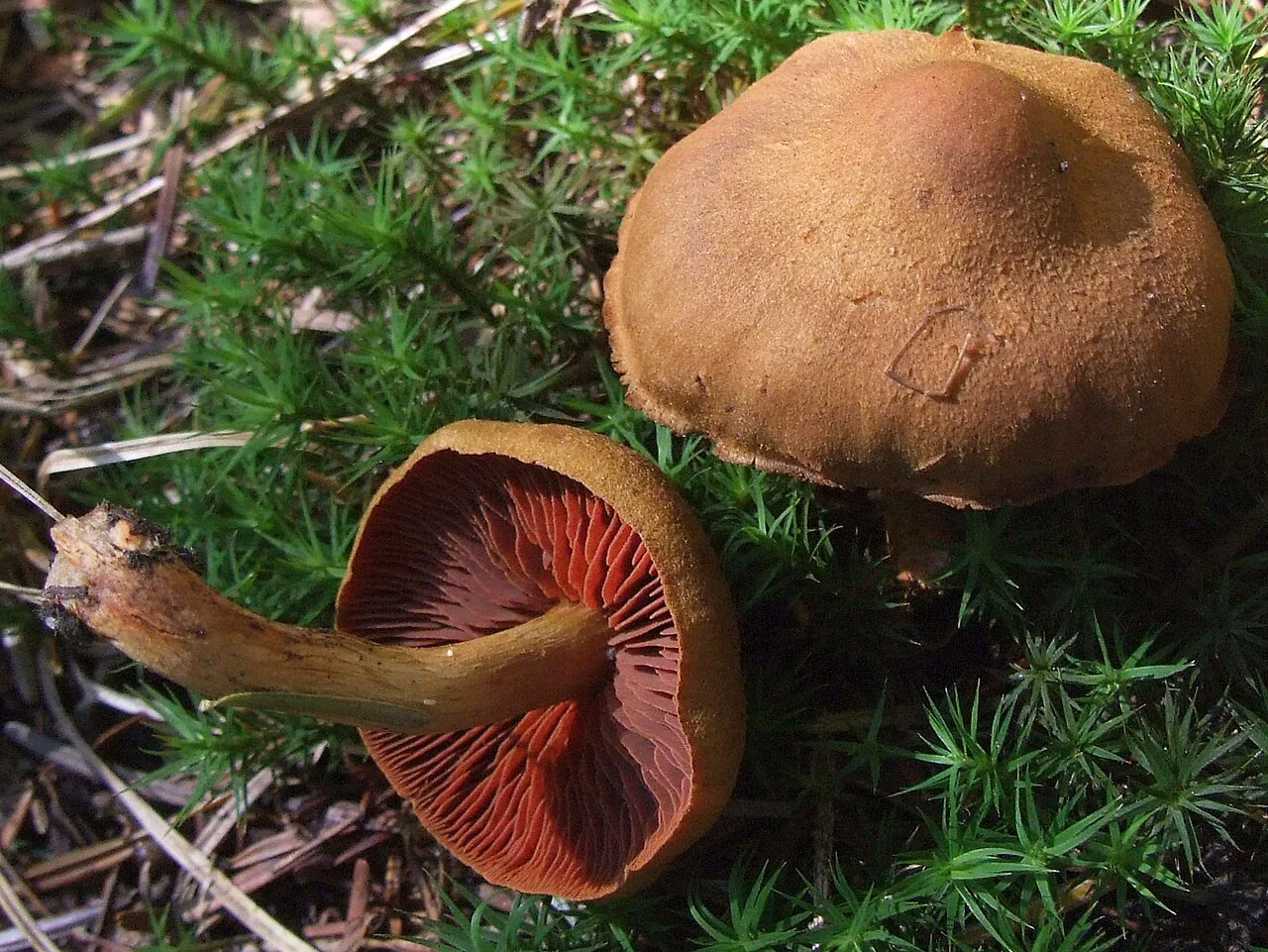 Dermocybe cistoadelpha (Dermocybe cistoadelpha) — photo mycologique