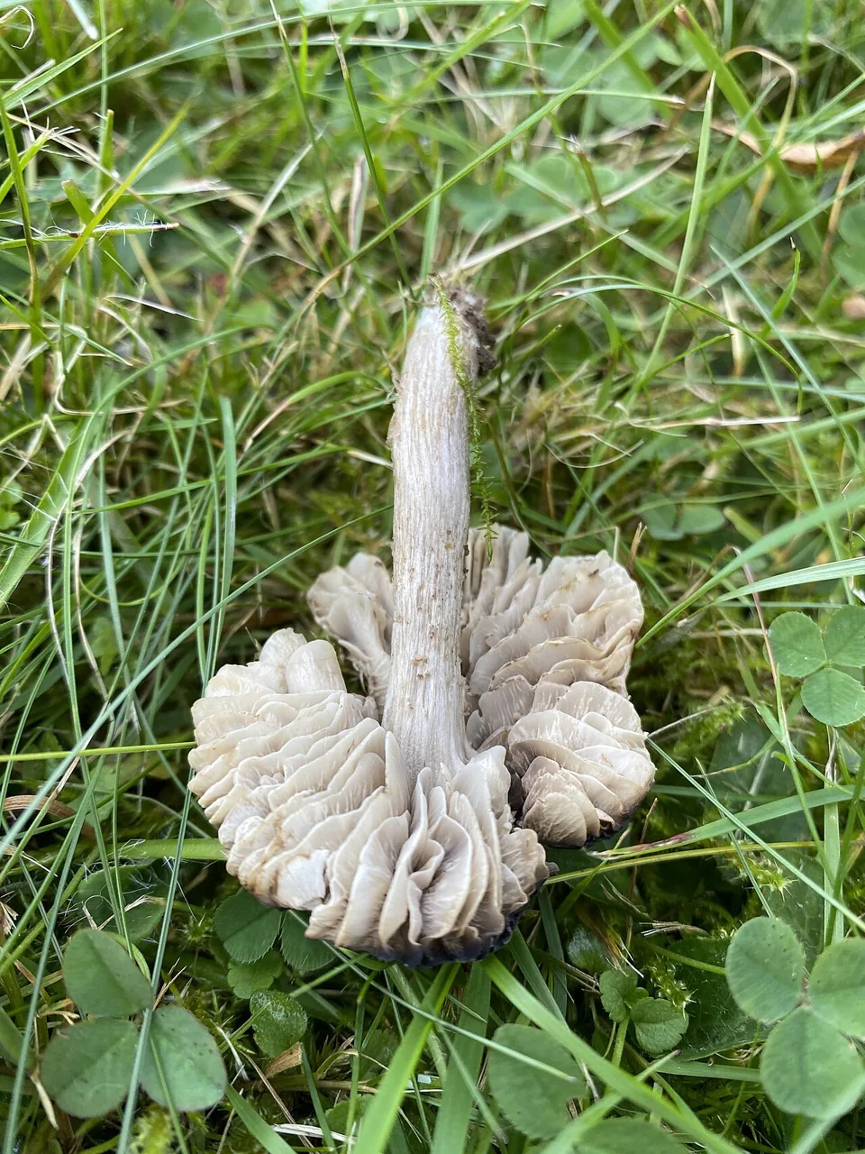 Dermoloma magicum (Dermoloma magicum) — photo mycologique