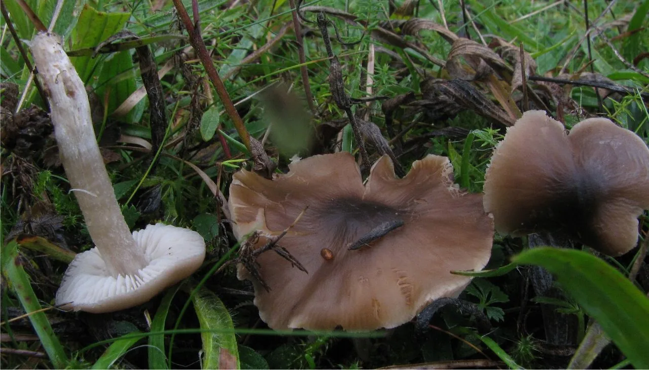 Dermoloma murinum (Dermoloma murinum) — photo mycologique