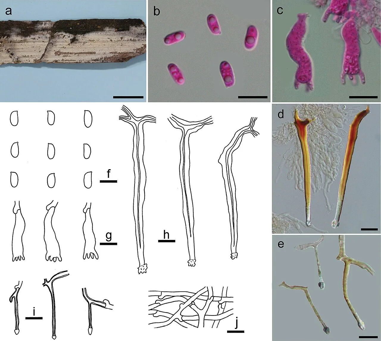 Dextrinocystis macrospora (Dextrinocystis macrospora) — photo mycologique