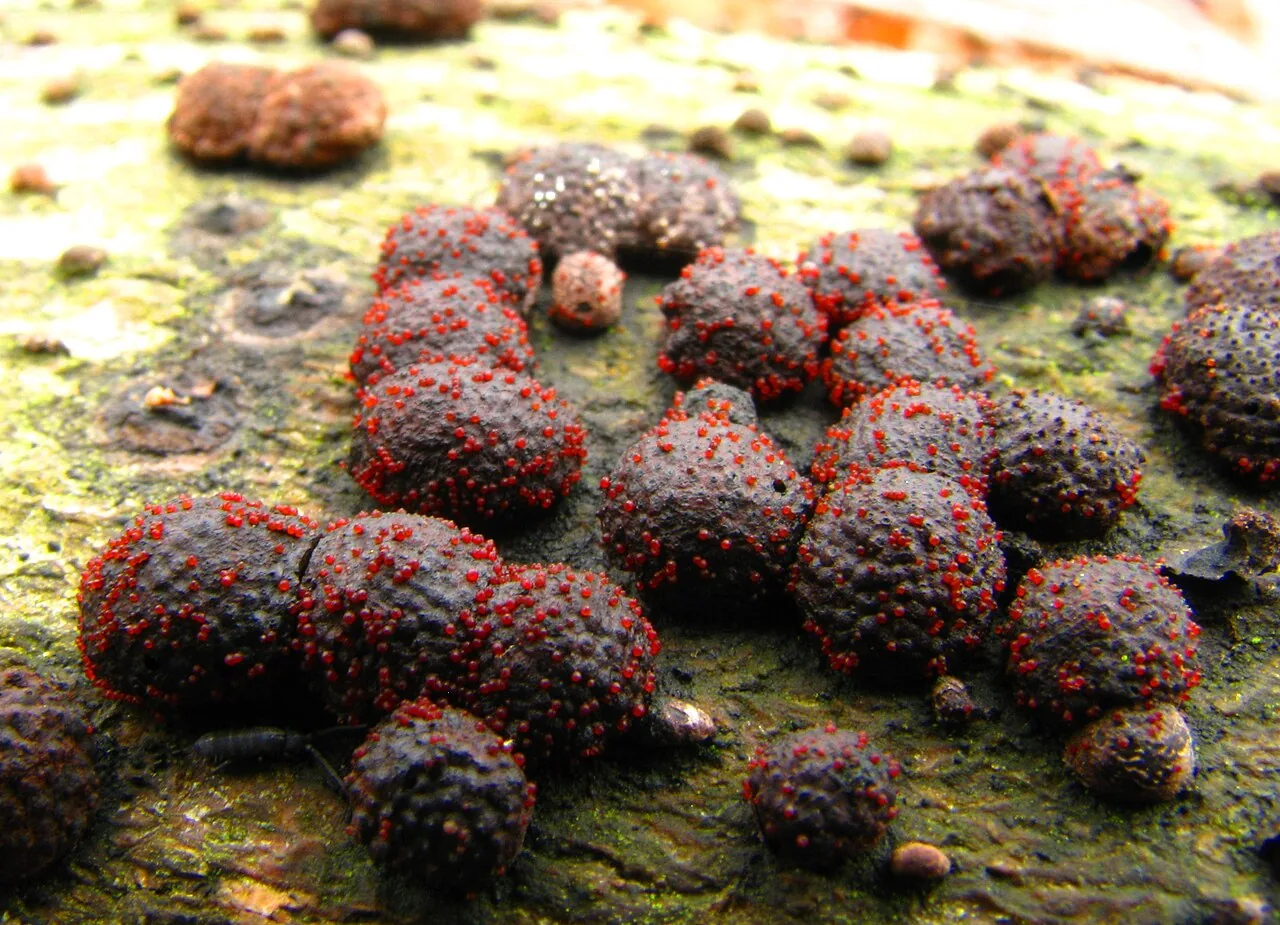 Dialonectria sanguinea (Dialonectria sanguinea) — photo mycologique