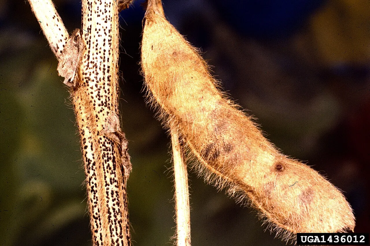 Diaporthe hederae (Diaporthe hederae) — photo mycologique