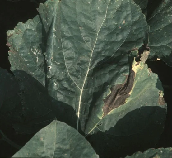 Diaporthe helianthi (Diaporthe helianthi) — photo mycologique
