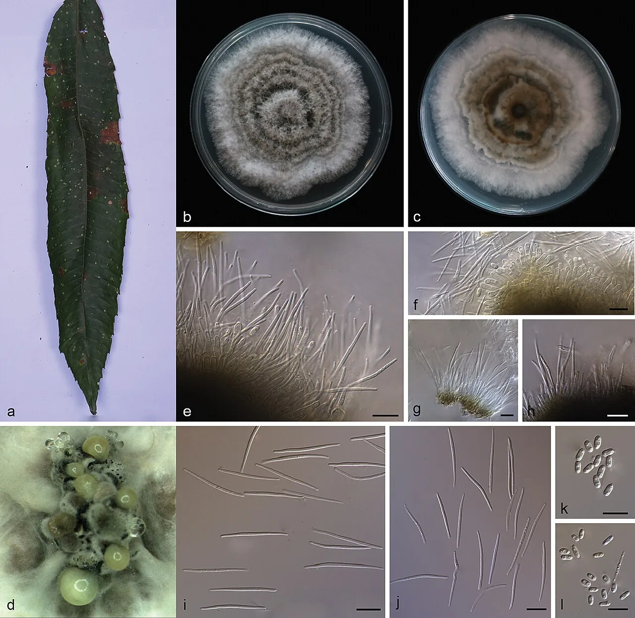 Diaporthe subclavata (Diaporthe subclavata) — photo mycologique