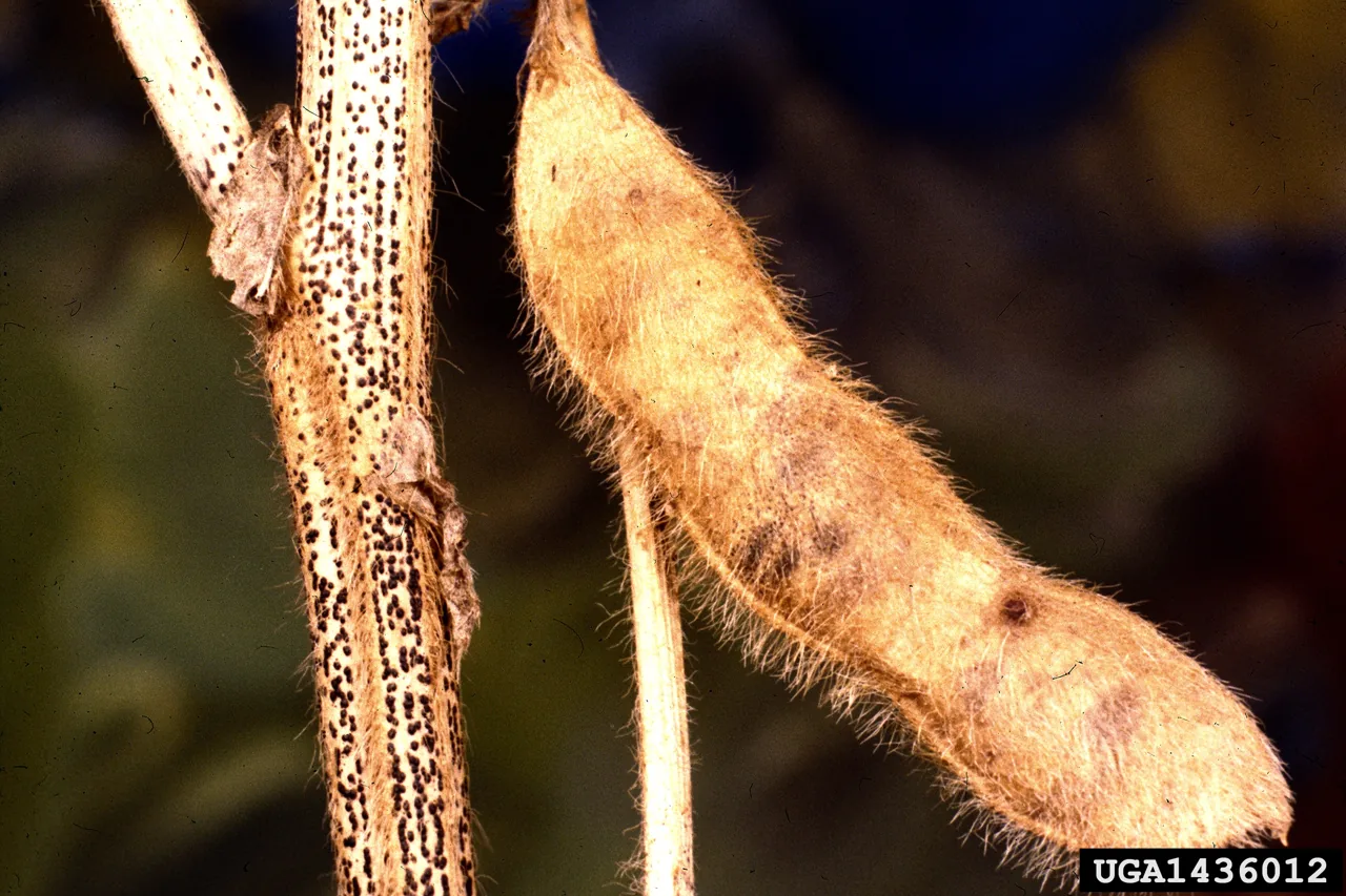 Diaporthe taoicola (Diaporthe taoicola) — photo mycologique