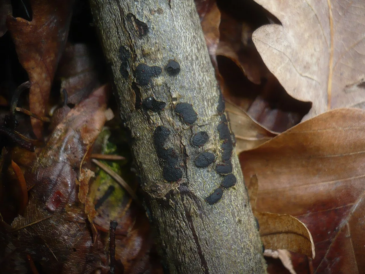 Diatrype enteroxantha (Diatrype enteroxantha) — photo mycologique