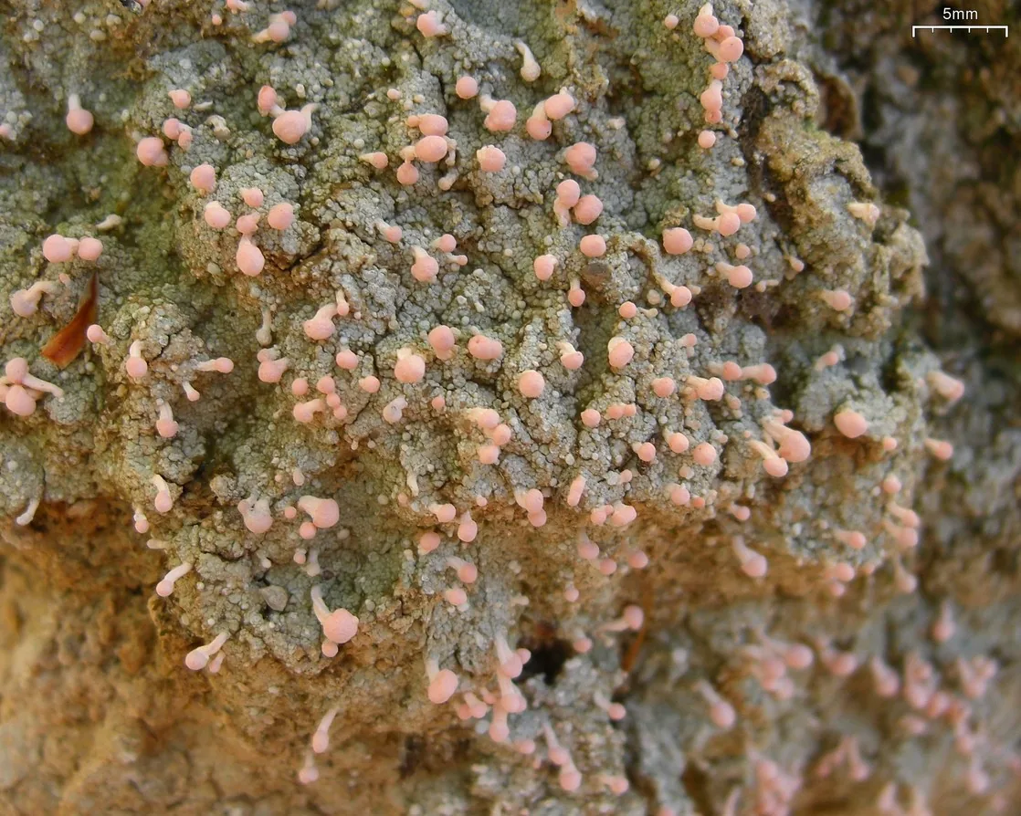 Dibaeis inaequalis (Dibaeis inaequalis) — photo mycologique