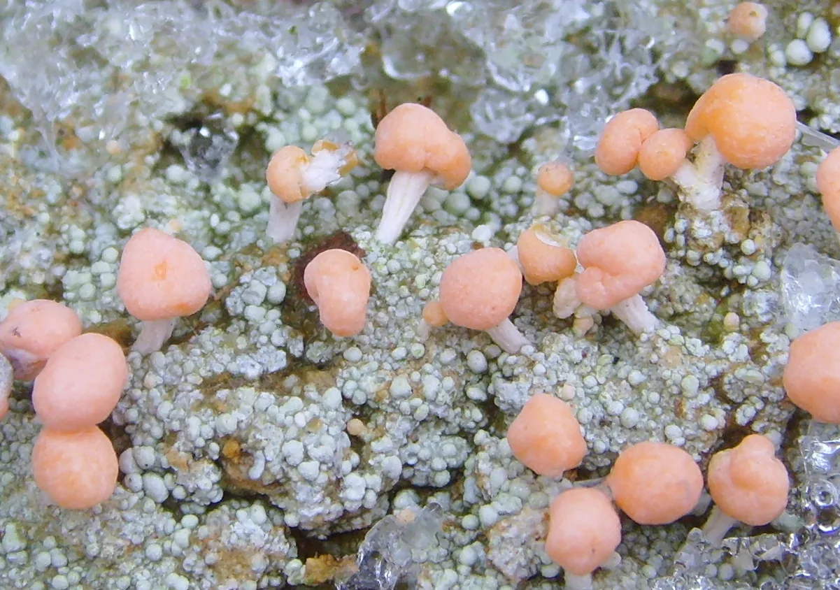 Dibaeis sorediata (Dibaeis sorediata) — photo mycologique