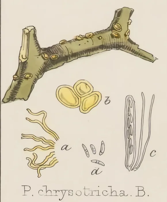 Dicephalospora sagerae (Dicephalospora sagerae) — photo mycologique