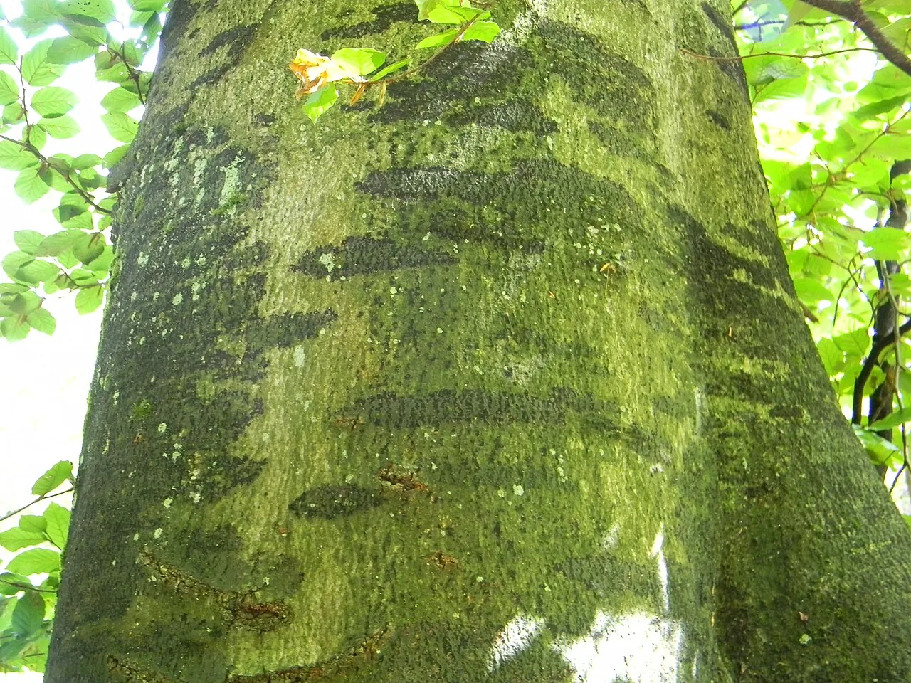 Dichaenopsella quernea (Dichaenopsella quernea) — photo mycologique