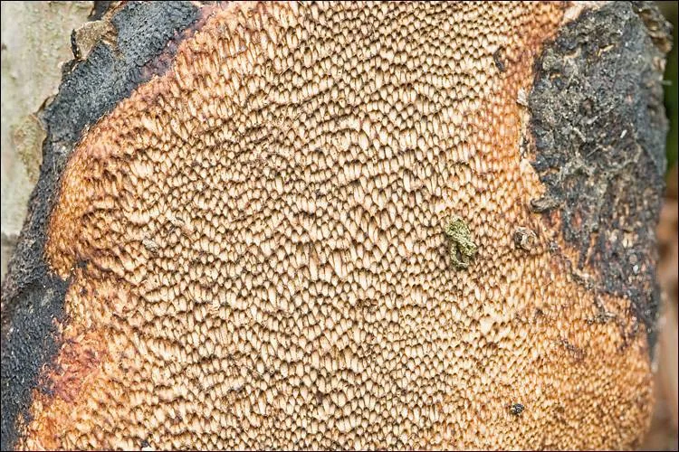 Dichomitus stenospora (Dichomitus stenospora) — photo mycologique