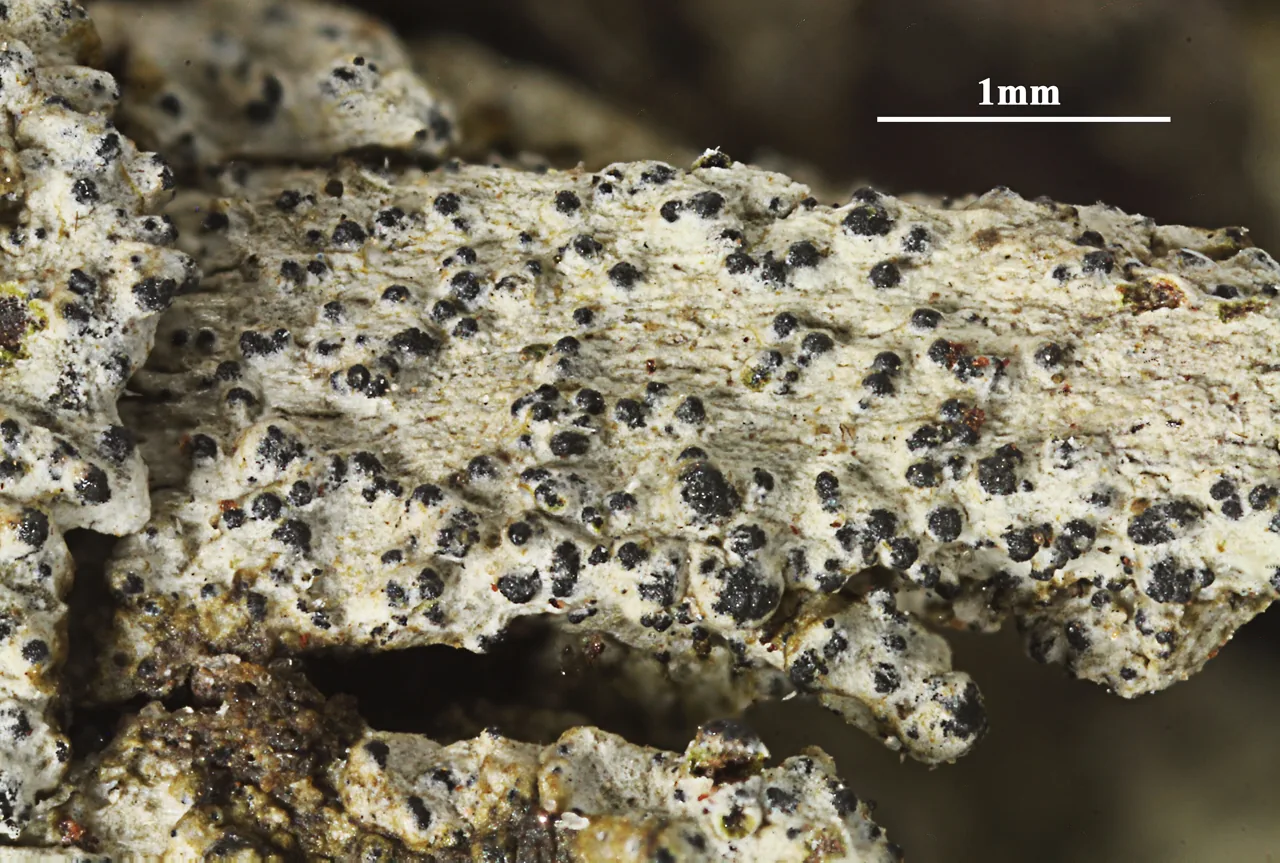 Dichoporis subsimplicans (Dichoporis subsimplicans) — photo mycologique